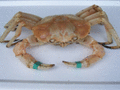 美国优美渔业公司 - Euam Fisheries USA 图片 3