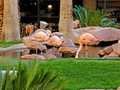 Flamingo Las Vegas photo 7