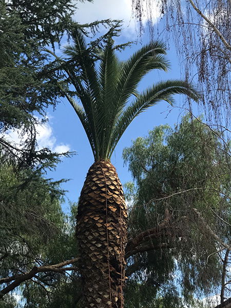 特殊砍樹 photo 2