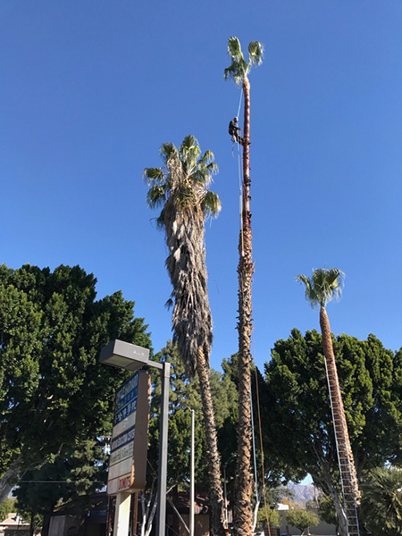 特殊砍樹 photo 1