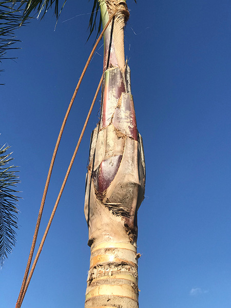 特殊砍樹 photo 8