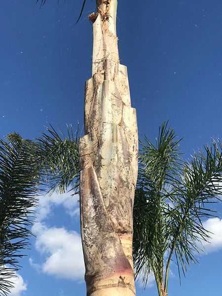 特殊砍樹 photo 7