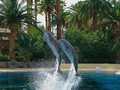 The Mirage photo 5