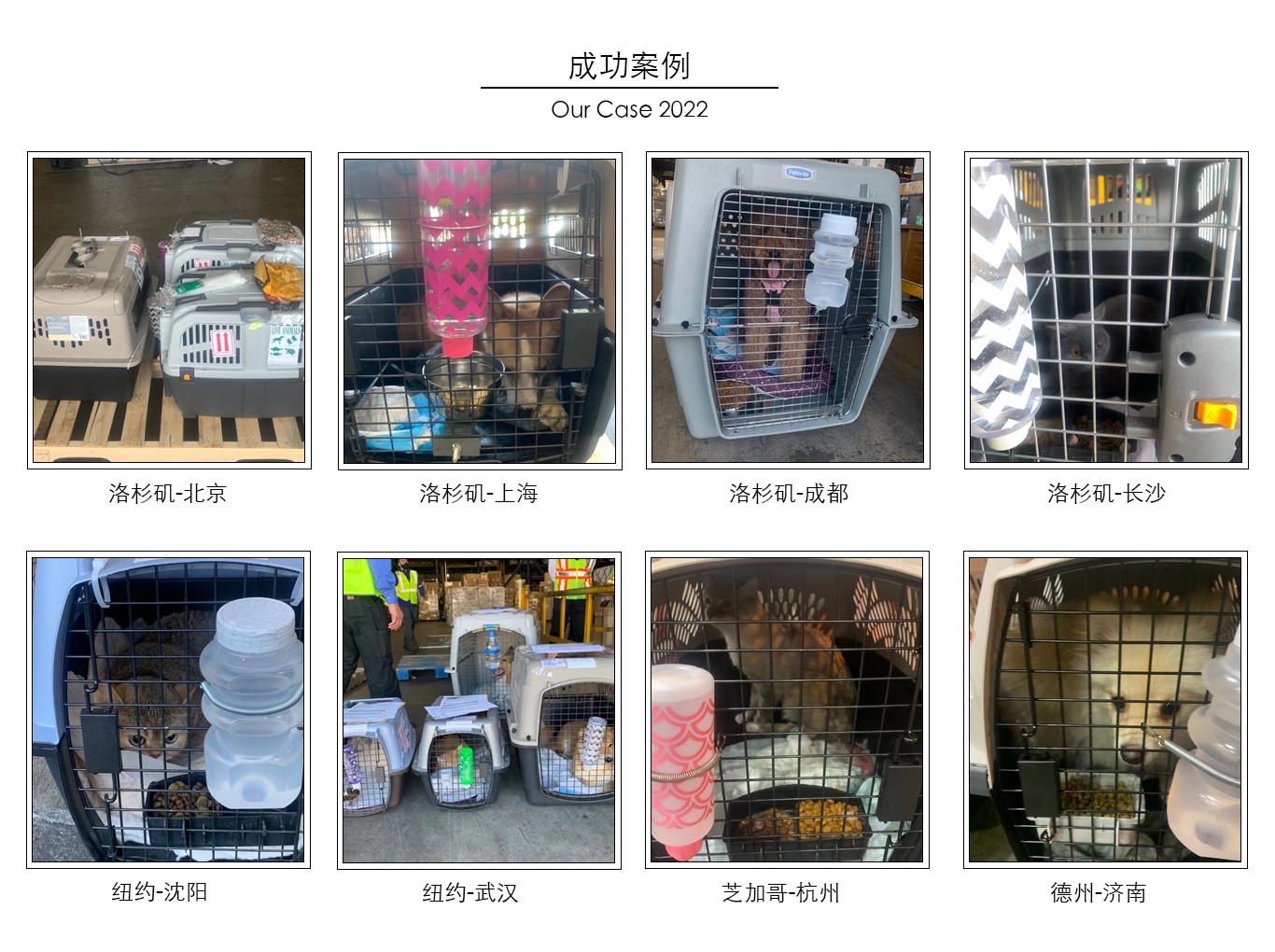 Pet Fly International Animal Travel Inc 图片 1