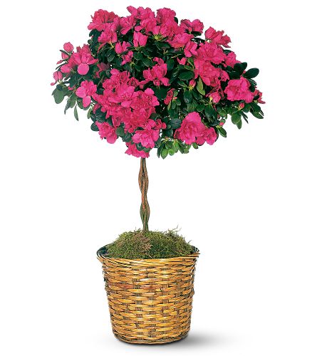 芙蓉花坊 图片 8