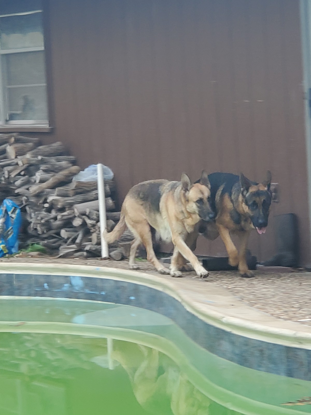 The Chinese should even keep guns and raise wolves and dogs. Keeping yourself safe is the best policy. . [German Shepherd Puppies for Sale]