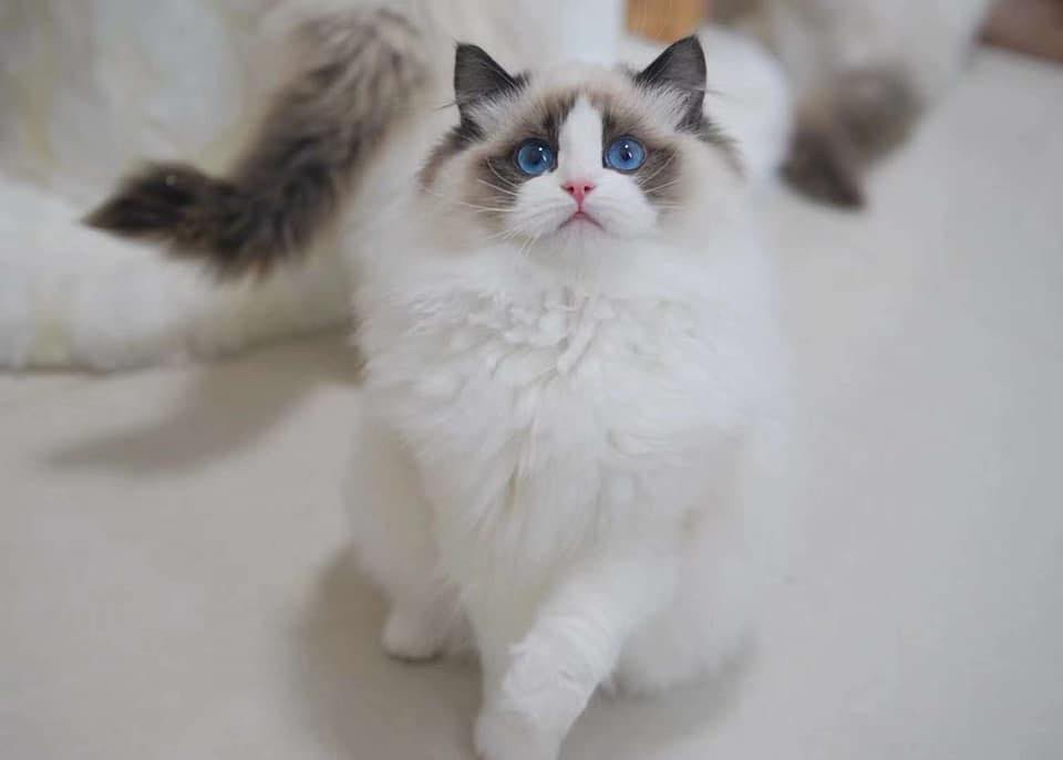 Beautiful purebred ragdoll cat babies for sale