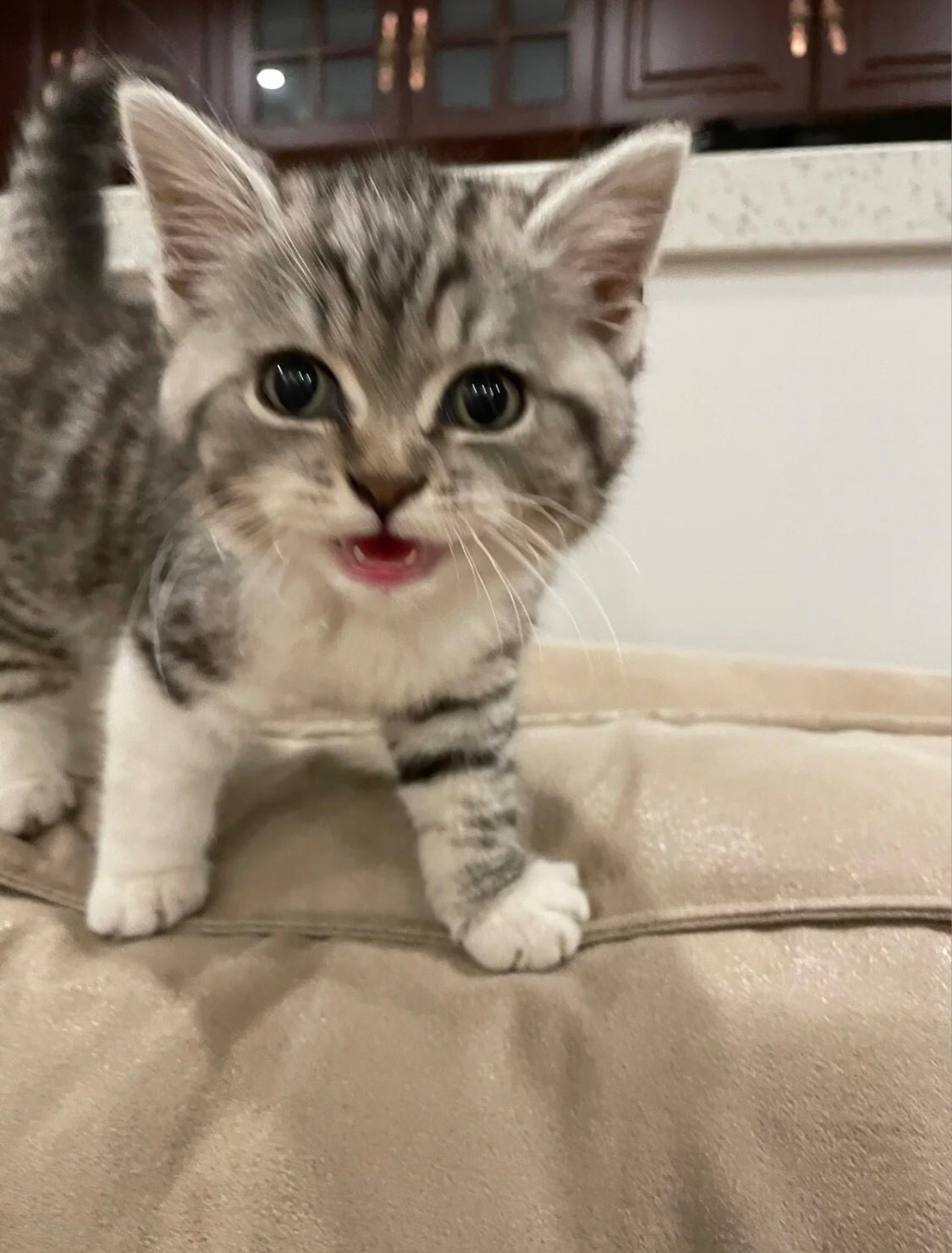 Free Adoption of American Shorthair Kittens [Free Adoption]