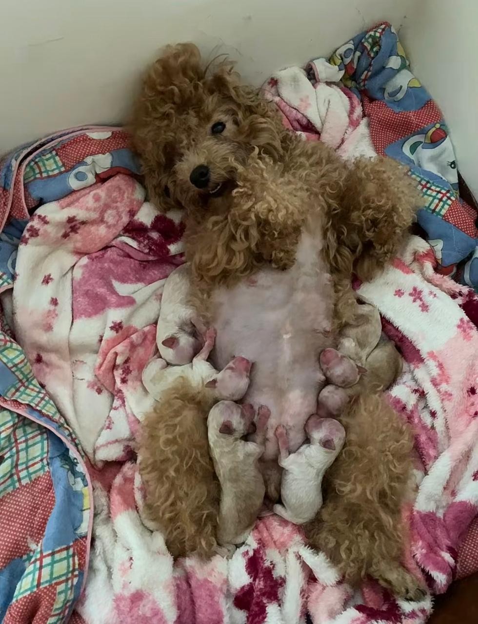 Looking for a caring lady to adopt a Teddy puppy photo 1