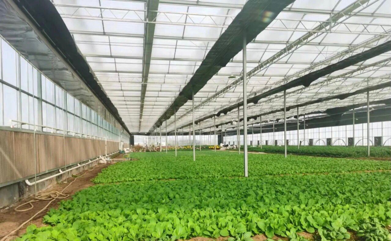 Vegetable and fruit planting and picking