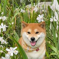 聘请一名家庭园艺师