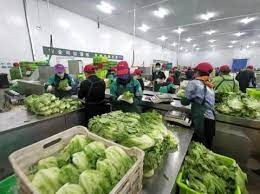 新鲜果蔬仓库招聘分拣员/包装员岗位