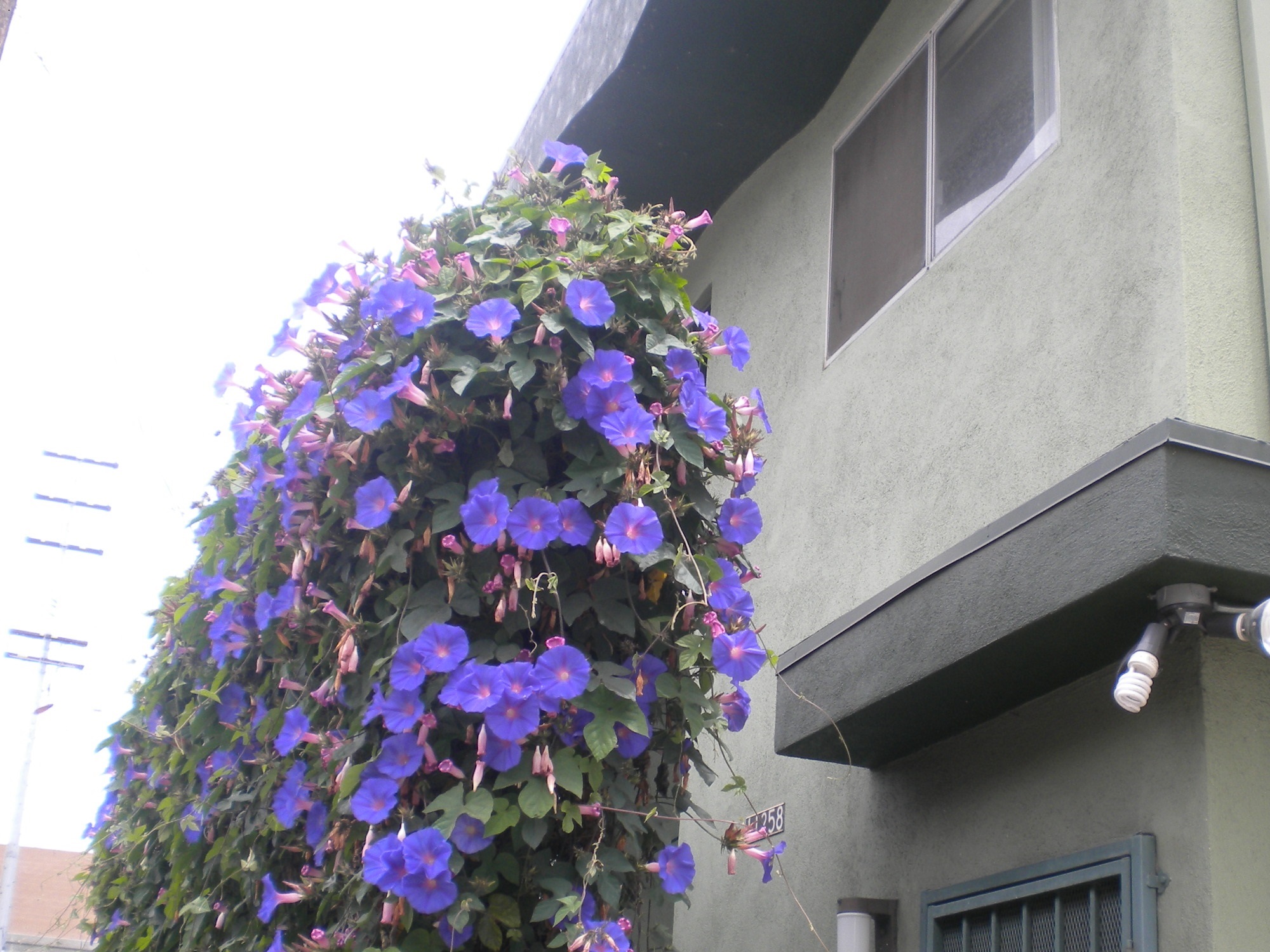 1b for rent near Ucla, with large bed and other furniture, ready to move in