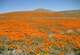 California Poppy State Natural Reserve