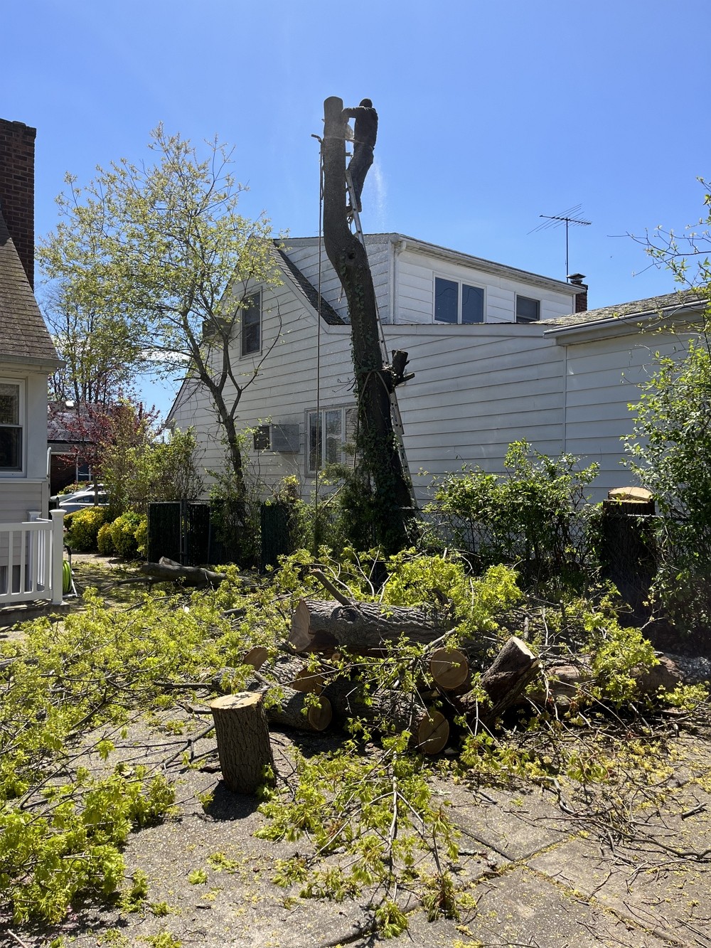 纽约百安居砍树公司 – 专业砍树服务，园林和树木管理，砍伐枯树病树