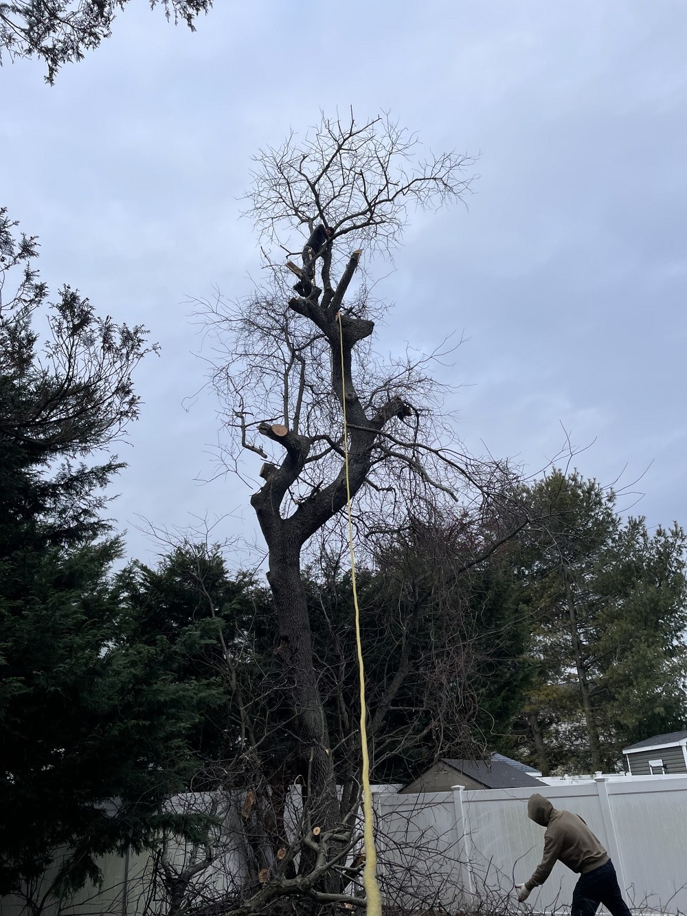 艺美砍树公司：专业园林树木管理 砍树修枝服务，砍伐枯树病树 去除安全隐患