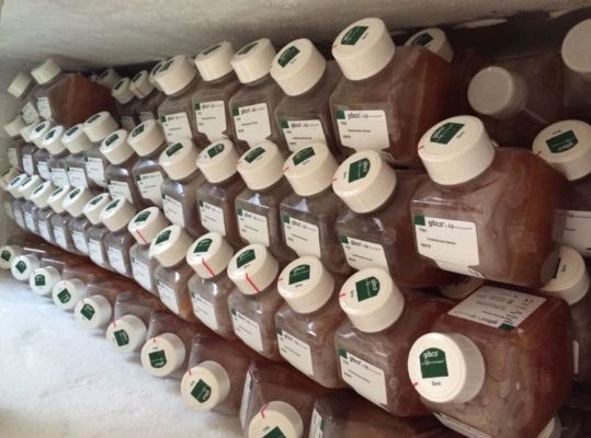 香港包税进口清关美国Hyclone胎牛血清Gibco胎牛血清进口清关