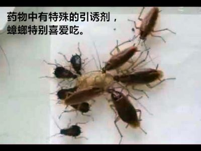 无毒灭蟑,安全可靠,无异味,宠物和宝宝很安全,超过400个商业点和家庭受益