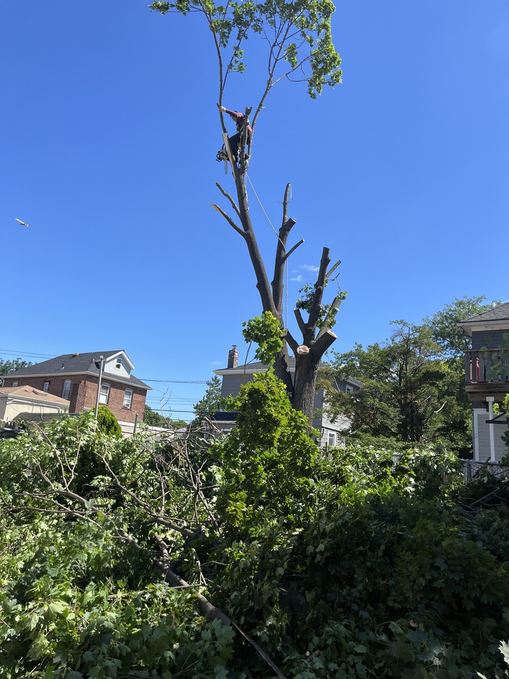 康州百安居砍树公司 – 专业园林和树木管理，砍伐枯树病树，砍树修枝 【康州砍树公司】