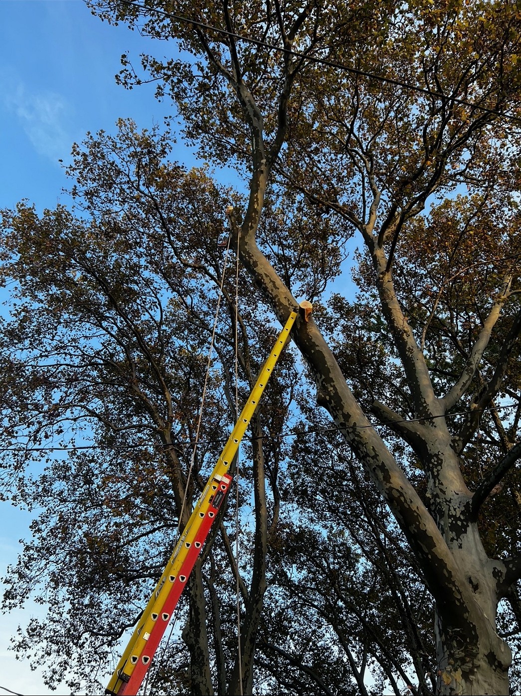 砍树修枝围栏, 水泥铺路, 内外装修 免费估价