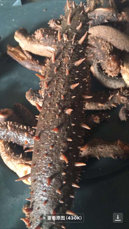 加州海參加工廠