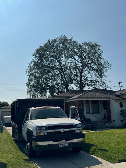 大眾砍樹修樹服務