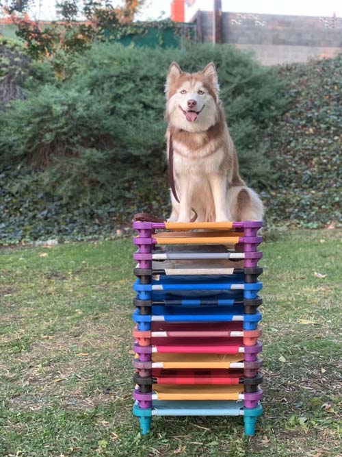 忠犬俱樂部
