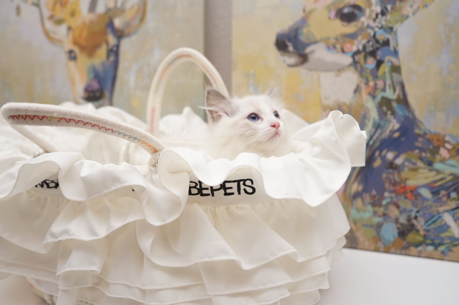 高品质布偶猫出售 [布偶猫出售]