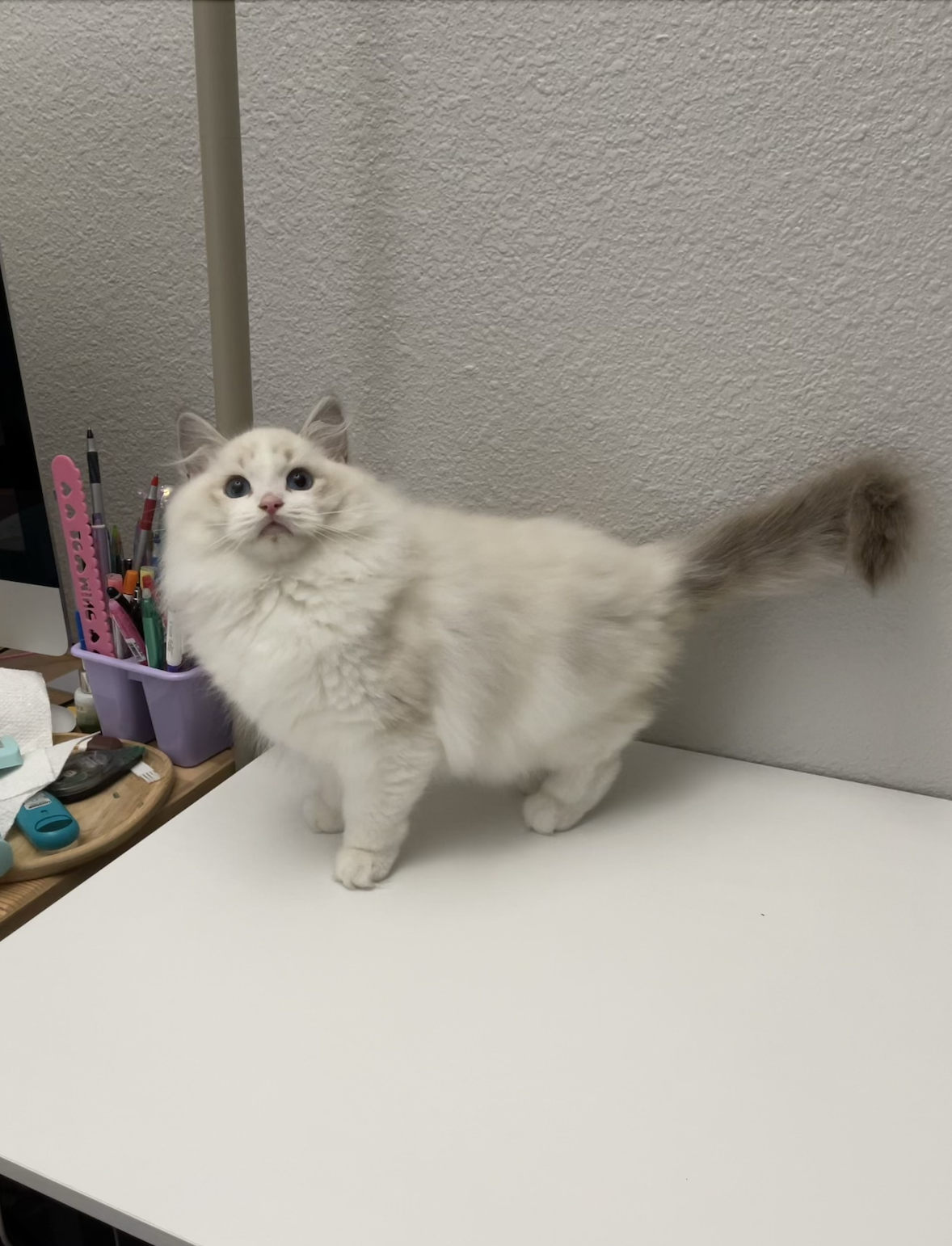 高颜值布偶猫出售 [布偶猫]