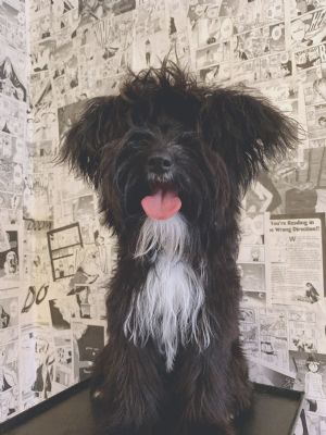 Puppy 出售三只约克夏和珂基的宝宝,价格便宜,非诚勿扰 [宠物]