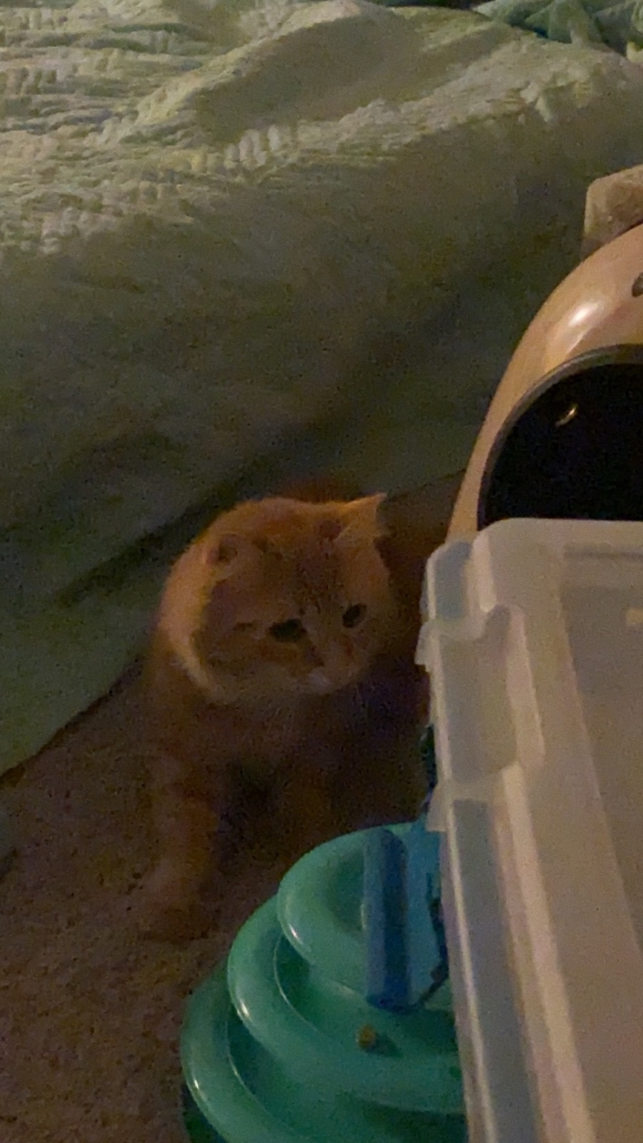 A 7-month-old orange cat was born
